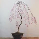 富士しだれ桜 | YAOCAPLANTS ヤオカプランツ